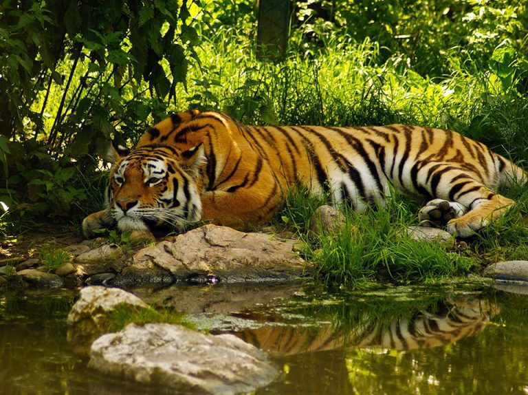 tiger safari booking pench