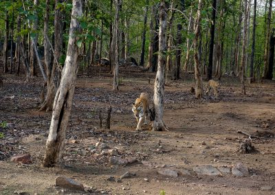 Pench Jungle Safari