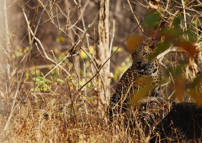 Pench Jungle Safari
