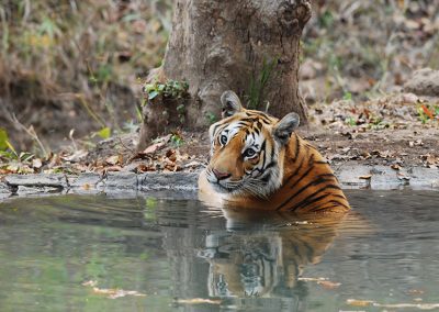 Pench Jungle Safari
