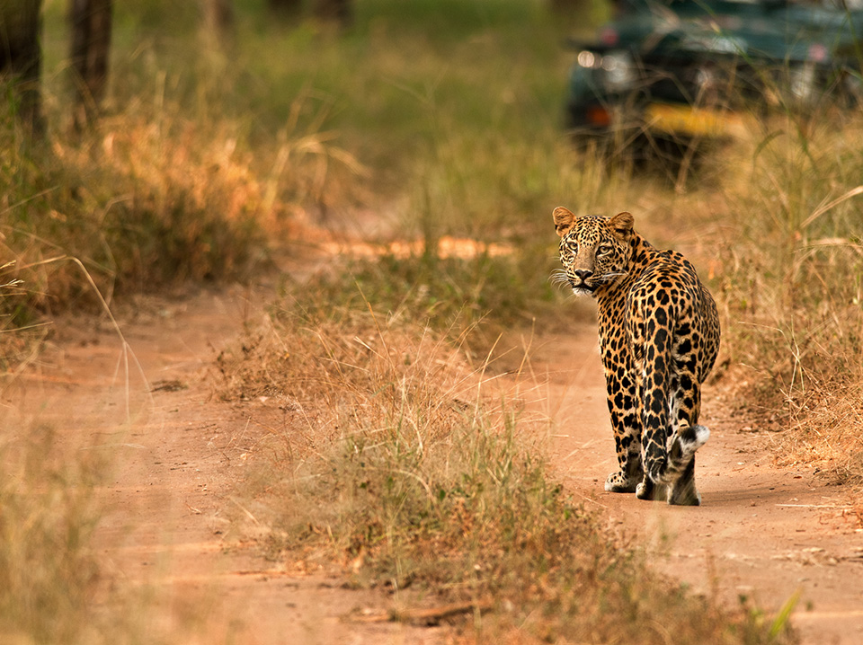 tiger safari booking pench