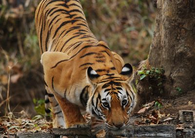 Pench National Park Safari Booking