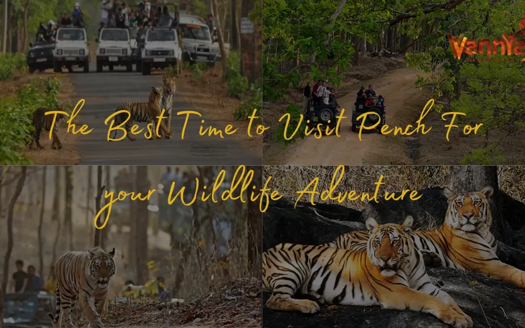 The Best Time to Visit Pench For your Wildlife Adventure