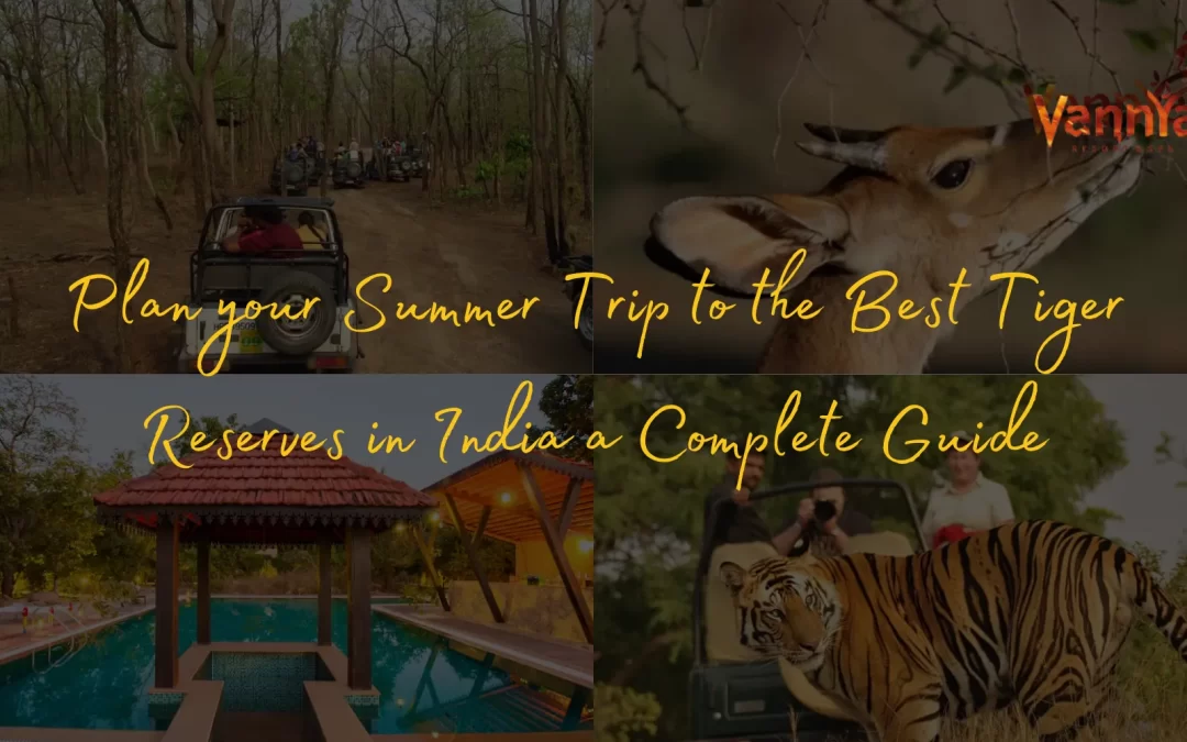 Plan your Summer Trip to the Best Tiger Reserves in India a Complete Guide