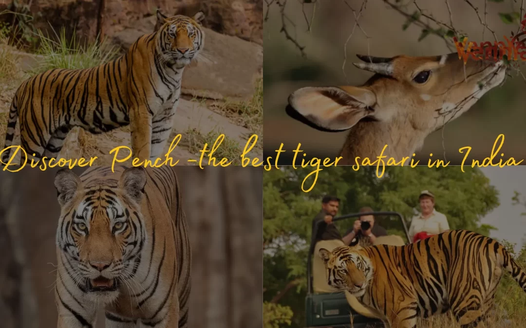 Discover Pench -the best tiger safari in India