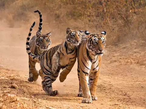 Participate in Wildlife Conservation Programs